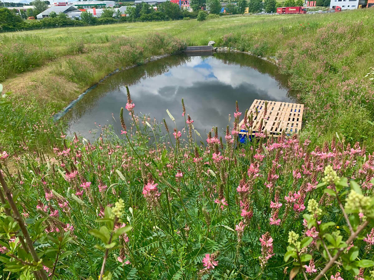 Teichlandschaft mit blühenden rosa Blumen und Palettenplattform in einer grünen Wiese unter blauem Himmel.